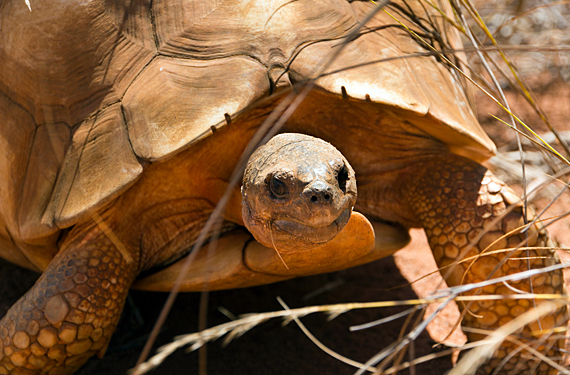 Tortoise in the forest