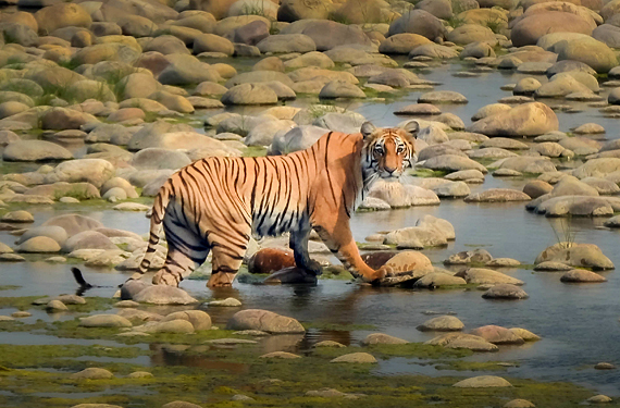 Tiger crossing water