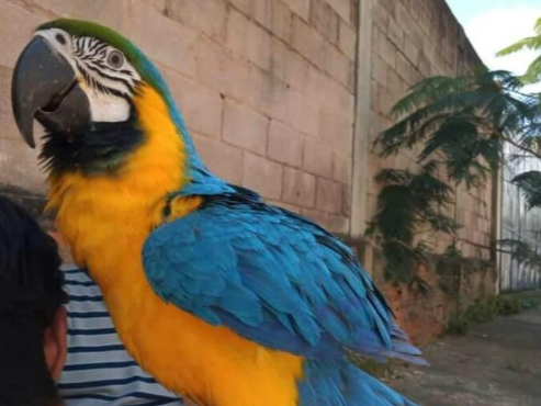 Brazil 2. Illegal Advert For Macaw Sales On Brazilian Internet